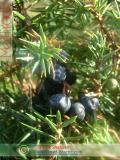 Գիհի — Можжевельник — Juniperus L.