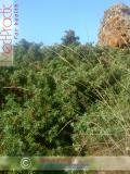Գիհի — Можжевельник — Juniperus L.