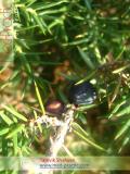 Գիհի — Можжевельник — Juniperus L.