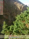 Գիհի — Можжевельник — Juniperus L.