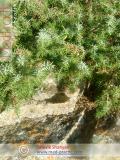 Գիհի — Можжевельник — Juniperus L.
