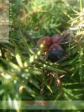 Գիհի — Можжевельник — Juniperus L.