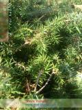 Գիհի — Можжевельник — Juniperus L.