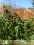 Գիհի — Можжевельник — Juniperus L.