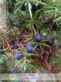 Գիհի — Можжевельник — Juniperus L.