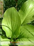 Եզան լեզու մեծ - Подорожник большой - Plantago major L.