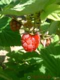 Ազնվամորի – Малина – Rubus idaeus L.