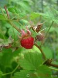 Ազնվամորի – Малина – Rubus idaeus L.