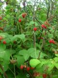 Ազնվամորի – Малина – Rubus idaeus L.