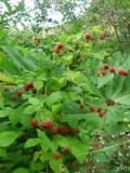 Ազնվամորի – Малина – Rubus idaeus L.