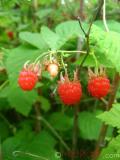 Ազնվամորի – Малина – Rubus idaeus L.