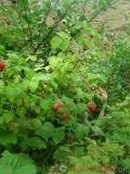 Ազնվամորի – Малина – Rubus idaeus L.