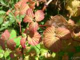 Ազնվամորի – Малина – Rubus idaeus L.
