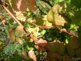 Ազնվամորի – Малина – Rubus idaeus L.