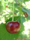Բալ — Вишня — Cherry