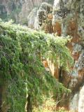 Գիհի — Можжевельник — Juniperus L.