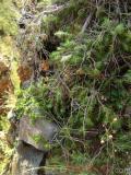 Գիհի — Можжевельник — Juniperus L.
