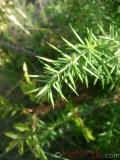 Գիհի — Можжевельник — Juniperus L.