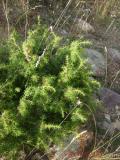 Գիհի — Можжевельник — Juniperus L.