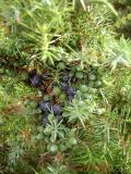 Գիհի — Можжевельник — Juniperus L.