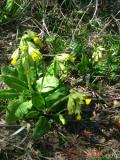 Գնարբուկ — Первоцвет — Primula L.