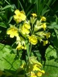 Գնարբուկ — Первоцвет — Primula L.