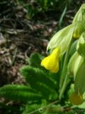 Գնարբուկ — Первоцвет — Primula L.