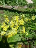 Գնարբուկ — Первоцвет — Primula L.