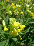 Գնարբուկ — Первоцвет — Primula L.
