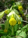 Գնարբուկ — Первоцвет — Primula L.