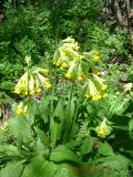 Գնարբուկ — Первоцвет — Primula L.