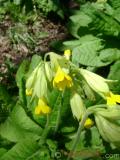 Գնարբուկ — Первоцвет — Primula L.