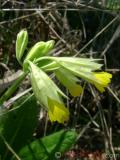Գնարբուկ — Первоцвет — Primula L.