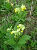 Գնարբուկ — Первоцвет — Primula L.