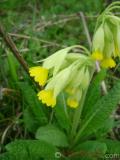 Գնարբուկ — Первоцвет — Primula L.