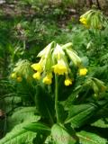 Գնարբուկ — Первоцвет — Primula L.