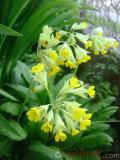 Գնարբուկ — Первоцвет — Primula L.