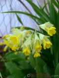 Գնարբուկ — Первоцвет — Primula L.