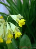 Գնարբուկ — Первоцвет — Primula L.