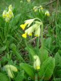 Գնարբուկ — Первоцвет — Primula L.