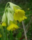 Գնարբուկ — Первоцвет — Primula L.