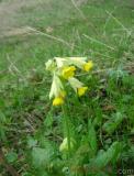 Գնարբուկ — Первоцвет — Primula L.