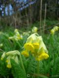 Գնարբուկ — Первоцвет — Primula L.