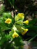 Գնարբուկ — Первоцвет — Primula L.