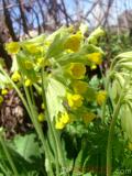 Գնարբուկ — Первоцвет — Primula L.