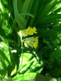 Գնարբուկ — Первоцвет — Primula L.