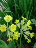 Գնարբուկ — Первоцвет — Primula L.