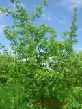 Ալոճենի – Боярышник – Hawthorn