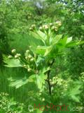 Ալոճենի – Боярышник – Hawthorn