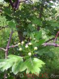 Ալոճենի – Боярышник – Hawthorn